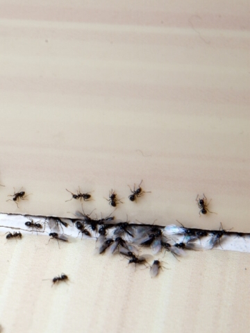 Plaga de hormigas