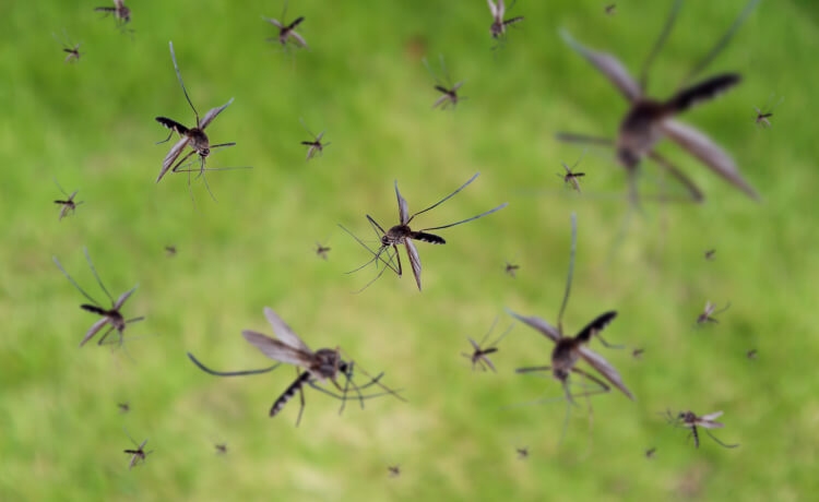 plaga de mosquitos