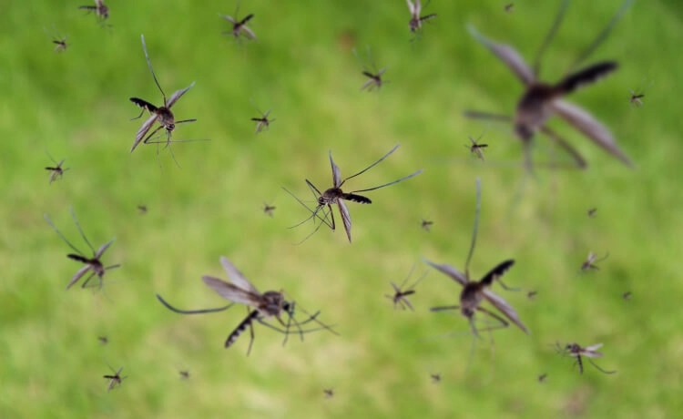 plaga de mosquitos