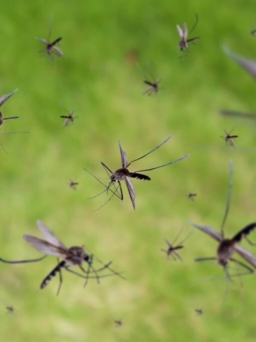 Plaga de mosquitos