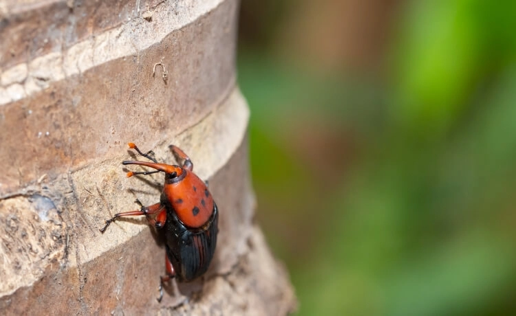 plaga de picudo rojo