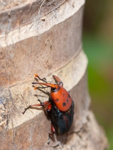 Picudo rojo