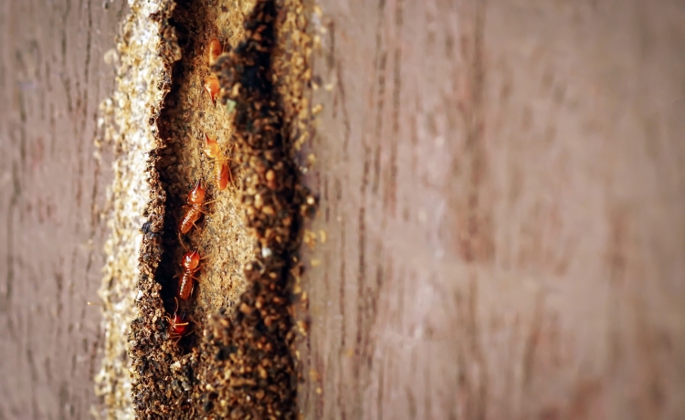 plaga de comején termitas